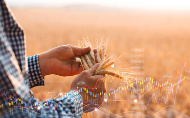 Rising wheat prices in Europe due to the conflict between Russia and Ukraine. Flour and wheat crisis.Record prices and high prices for bakery.