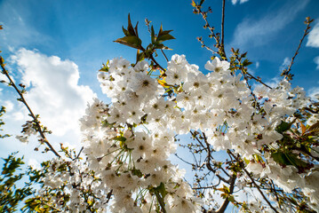 Wall Mural - Cherry blossoms at the end of winter