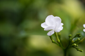 Gardenia Rose or Gardenia augusta flower on nature background.