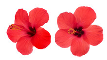 Hibiscus Isolated On White Background With Clipping Path.