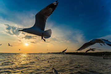 Wall Mural - Flock Seagull are Flying on sunset background ,Bang poo ,Samutpragan, Thailand .