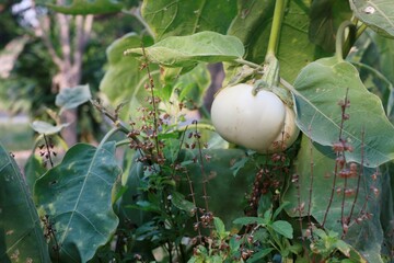 Poster - tomatoes on the vine