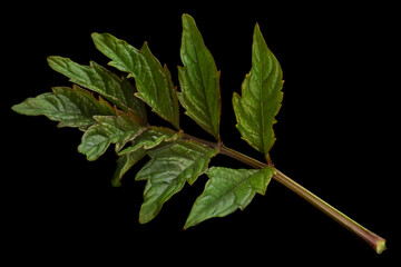 Wall Mural - Campsis plant leaf