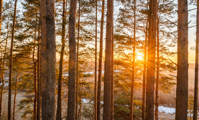 Wall Mural - sunlight in forest