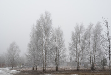 Wall Mural - trees in the snow