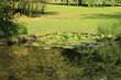 Kleiner Teich im Stadtpark von Lahr im Schwarzwald	