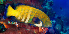 Peacock Rock, Cod Cephalopholis Argus, Coral Reef, Bunaken National Marine Park, Bunaken, North Sulawesi, Indonesia, Asia
