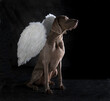 Weimaraner with white angel wings
