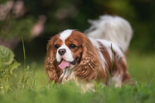 Cute Cavalier King Charles Spaniel Dog Running Through The Green Grass Against The Background Of The Spring Forest