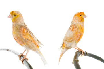 Sticker - two canary isolated