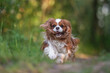 © honey_paws - Cute cavalier king charles spaniel dog running through the green grass against the background of the spring forest
