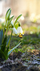 A large bee collects pollen from a snowflake r or snowdrop in a vegetable garden, with more flowers in the background Be on flower