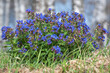 lungwort wild flowers blue spring