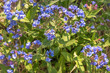 lungwort wild flowers blue spring