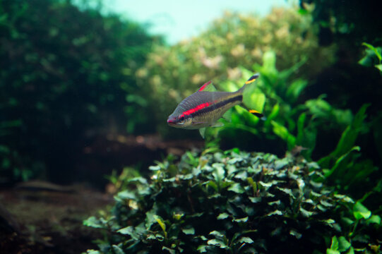 Colorful tetra fish in hobby auqarium