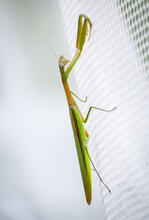 A Resting Grasshopper
