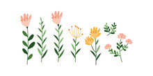 Collection Of Floral Elements. Set Of Vector Plants. Floral Decor Isolated On Blom Background.