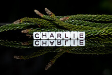 Mote Alphabet Blocks Arranged Into The Name "Charlie" On A Pine Leaf Background.