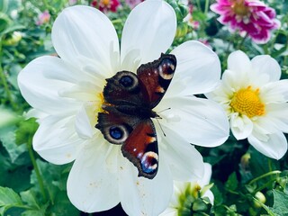  butterfly on flower