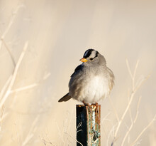White-crowned Sparrow, Sparrow