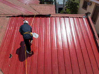 A roofing contractor installs new corrugated metal roofing with ribbed sheet design on a two storey house. Using a safety harness for protection. Replacing older roof.