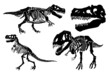 Graphical set of tyrannosauruses isolated on white, silhouettes of skeletons vector elements
