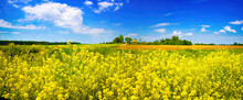 Beautiful spring summer rural natural landscape with bright yellow field of blooming rapeseed against blue sky with white clouds.