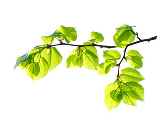 Aufkleber - Linden tree branch with fresh green spring leaves isolated on white background on bright sunny day.