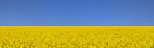 Field Of Yellow Colza Rapeseed Blooming Under Blue Sky  Colors Of Ukrainian Flag