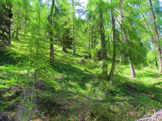 Fototapeta bright sunlit larch forest in slovenia