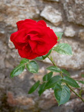 Red Rose With Green Leaves On A Garden Wall