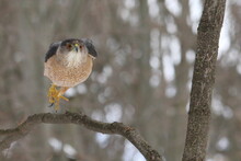 Cooper's Hawk Isolated On A Branch In Hunting Mode