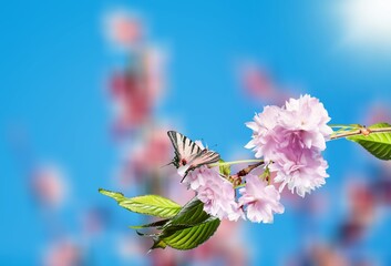 Wall Mural - Beautiful white butterfly in flight and flowers. Branch blossoming cherry in spring