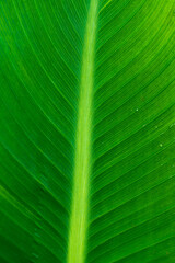 Wall Mural - Green palm leaf with water drops.