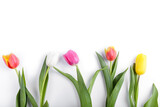 Fototapeta Tulipany - Beautiful, multicolor, spring tulips on white background. Copy space for a text