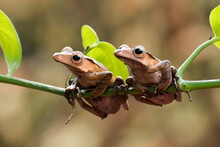 Tree Frogs Holding On To Tree Roots