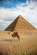 camel pyramid 