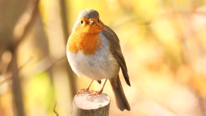 Wall Mural - European Robin bird singing in the morning  (Erithacus Rubecula)