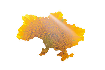 isolated image of a map of ukraine on a white background. the texture of a bright yellow sunflower o