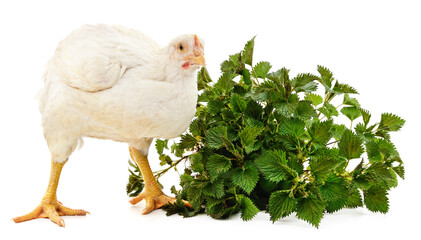 Sticker - White chicken and green nettle.