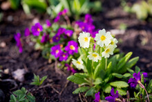 Colorful Primroses In The Garden On A Sunny Morning, Selective Focus. Primula Elatior And Victoriana Gold Lace Red Varieties.purple Flowers,Julias Primrose.