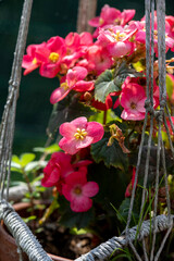 Wall Mural - flowers in the garden