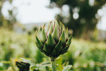 Campo de alcachofas. Concepto de agricultura, y comida saludable.