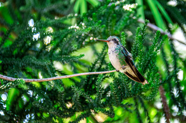 bird on a branch