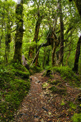 Fototapeta pejzaż ścieżka las jesień