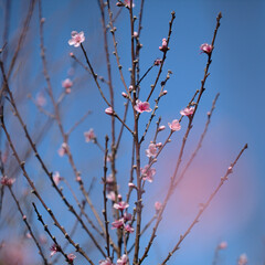 Wall Mural - Horticulture of Gran Canaria -  fruit trees blossoming in spring, March, natural macro floral background
