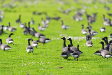 Flock Geeese In The Grass