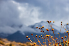 Macro Closeup Of Dry Yellow Flowers With Snowy Mountain In Background