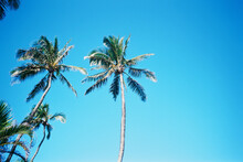 Palm Trees On Blue Sky