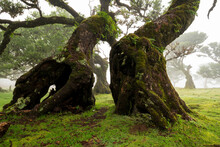 Close-up Of The Moss And Fern Covered Trunks Of Two Stinkwood Laurel Tree (Ocotea Foetens) In The Ancient Laurel Forest Of Fanal, Madeira, Laurissilva Nature Reserve
